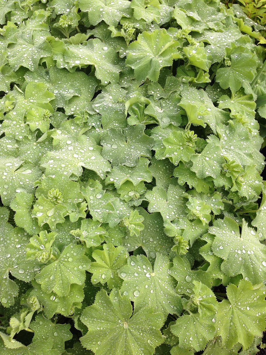 dew, dewdrops, green, plant, fresh, raindrop, water, nature HD wallpaper