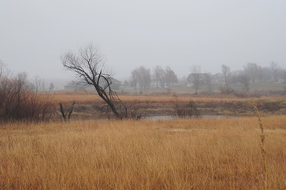 tilted, tree, bog, nature, fog, gray, grey, orange, foggy, landscape, HD wallpaper