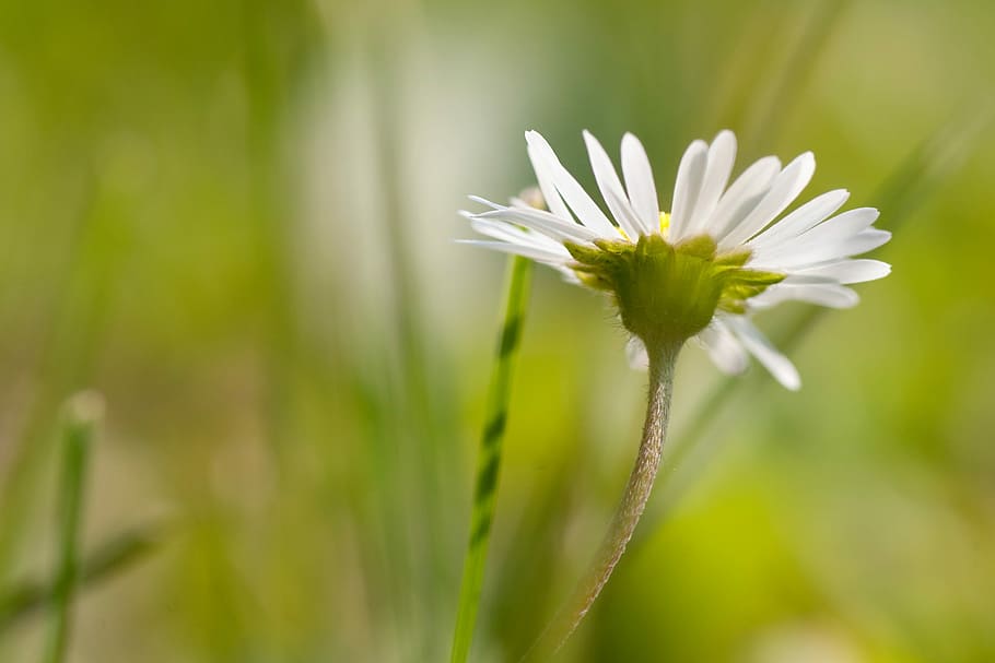 flower, macro, garden, daisy, innocence, meadow, white flower HD wallpaper
