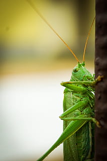 Grasshopper, Insect, Cricket, Konik, green, green color, animal themes HD wallpaper