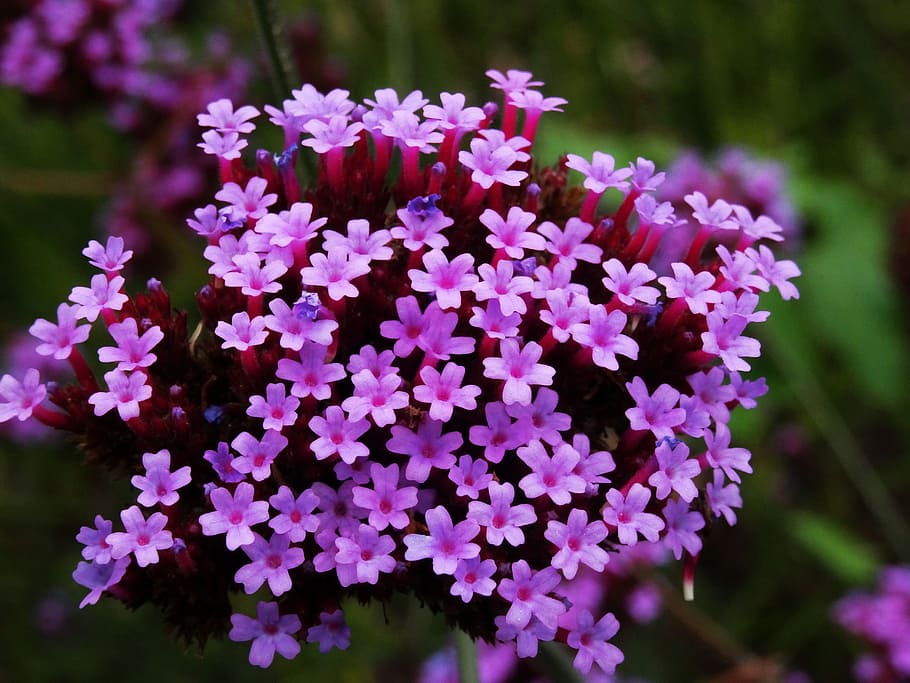 flower, purple, small, background, nature, purple flowers, floral HD wallpaper