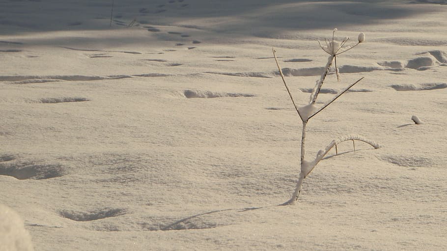 snow, tree, tracks, winter, nature, landscape, season, outdoors HD wallpaper