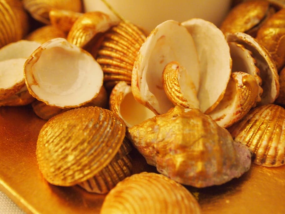 shells, decoration, clam, clams, food and drink, freshness HD wallpaper