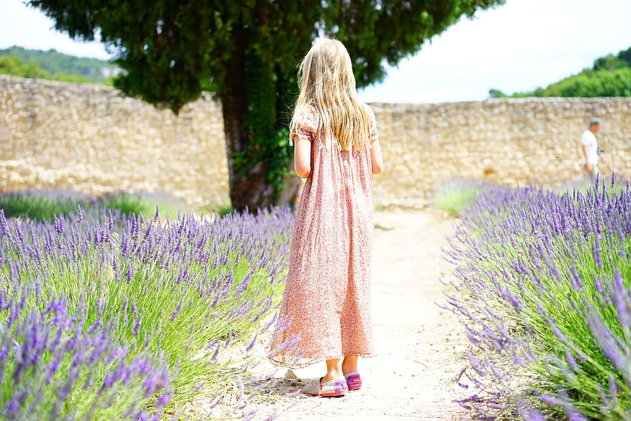 girl wearing pink dress beside lavender flower field, person, HD wallpaper
