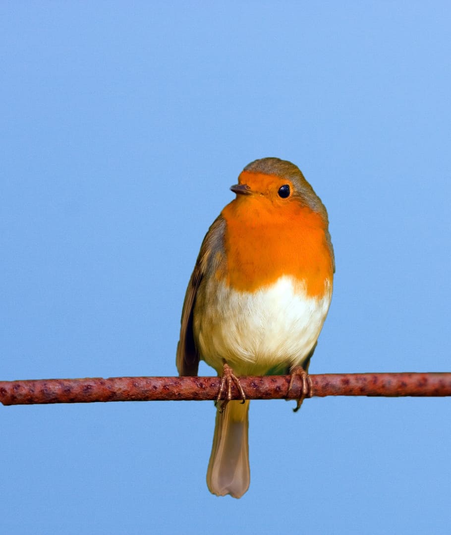 red and white bird perching on branch, robin, cute, close-up HD wallpaper