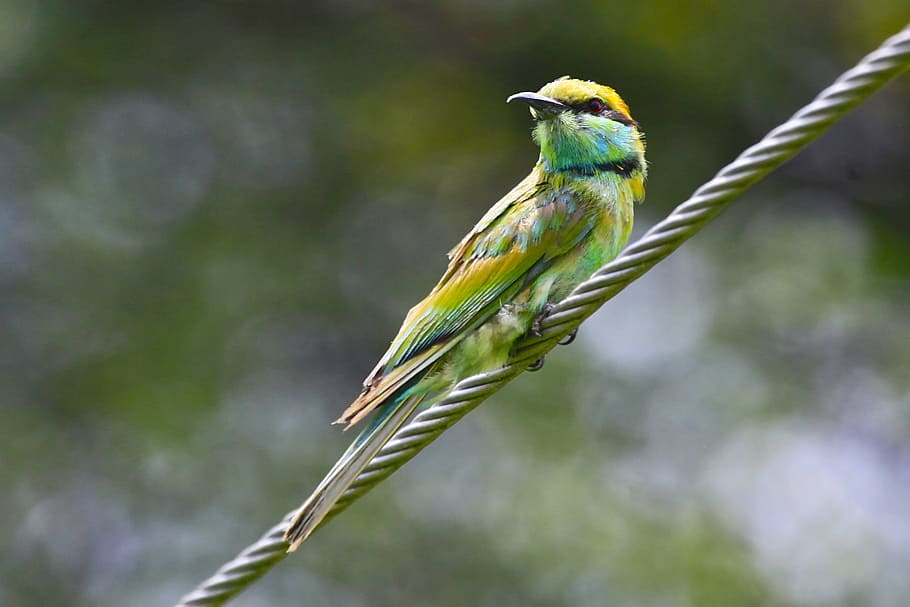 Green Bee Eater, Birds, Animals, fauna, nature, wildlife, colorful HD wallpaper