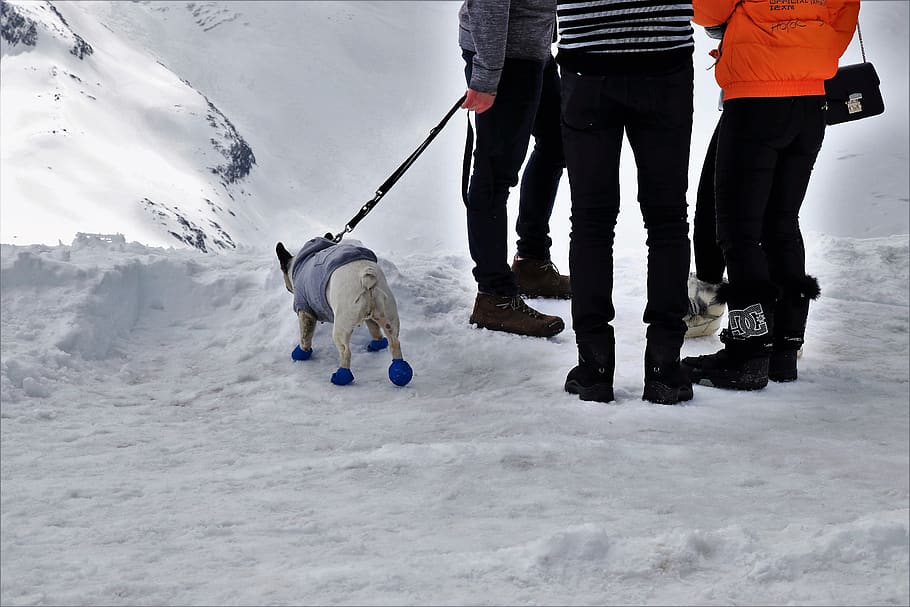 dog, conversation, on a leash, shoes, jacket, pants, legs, snow, HD wallpaper