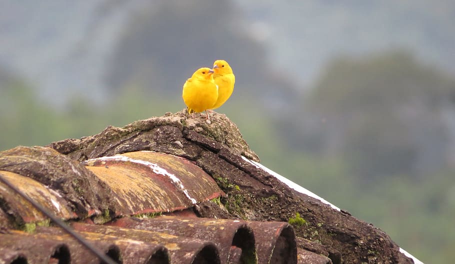 nature, bird, ave, canary, animal, vertebrate, animal themes HD wallpaper