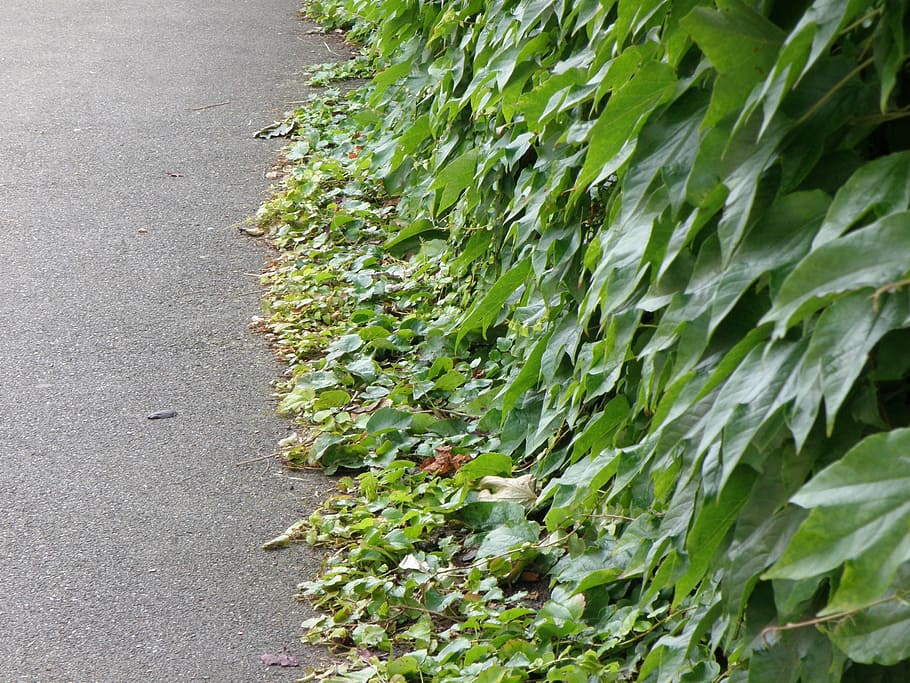 creeper, foliage, wall, path, green, green color, no people HD wallpaper
