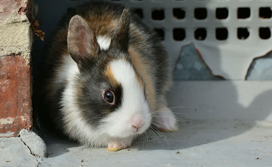 guinea pig beside red concrete blocks, hare, bunny, cute, sweet HD wallpaper