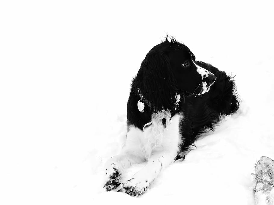 snow, dog, springer, domestic, animal themes, pets, mammal HD wallpaper