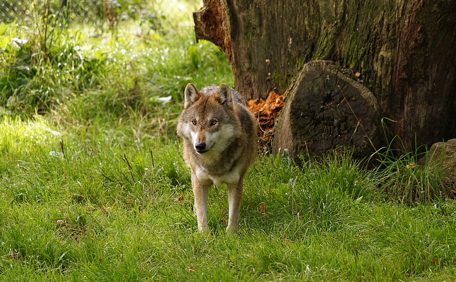 wolf walking on grass, predator, animal, nature, wildlife park HD wallpaper