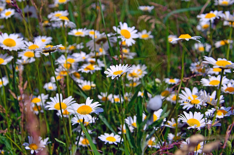 chamomile, chamomile flowers, nature, summer flower, summer flowers HD wallpaper