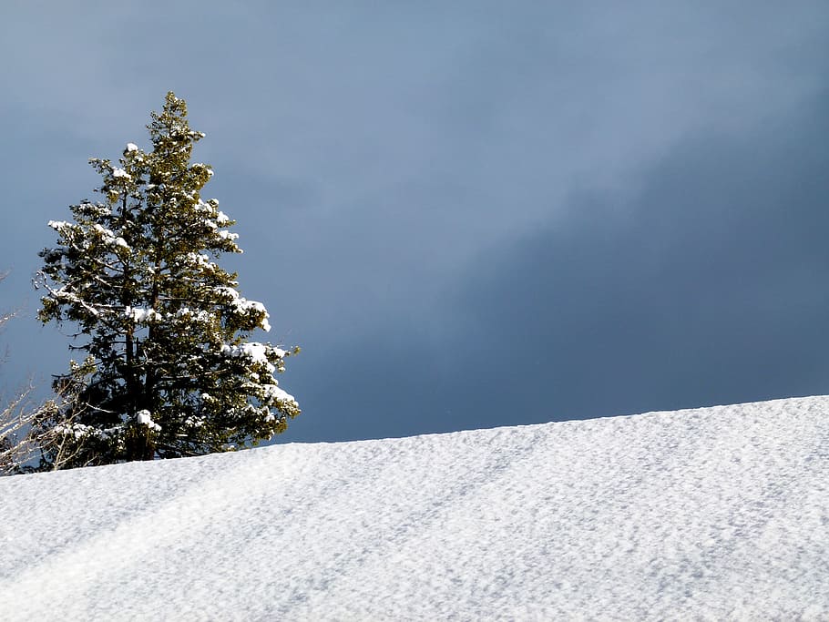 Winter, Fir, Tree, Nature, Snow, sky, cold, frosty, landscape HD wallpaper