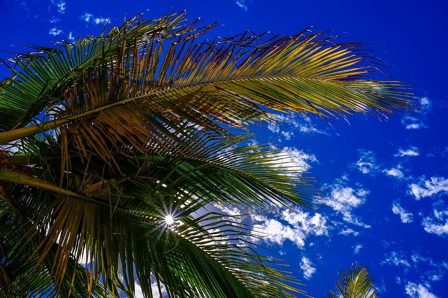 palm tree under blue sky, green plant under white and blue clouds during daytime HD wallpaper