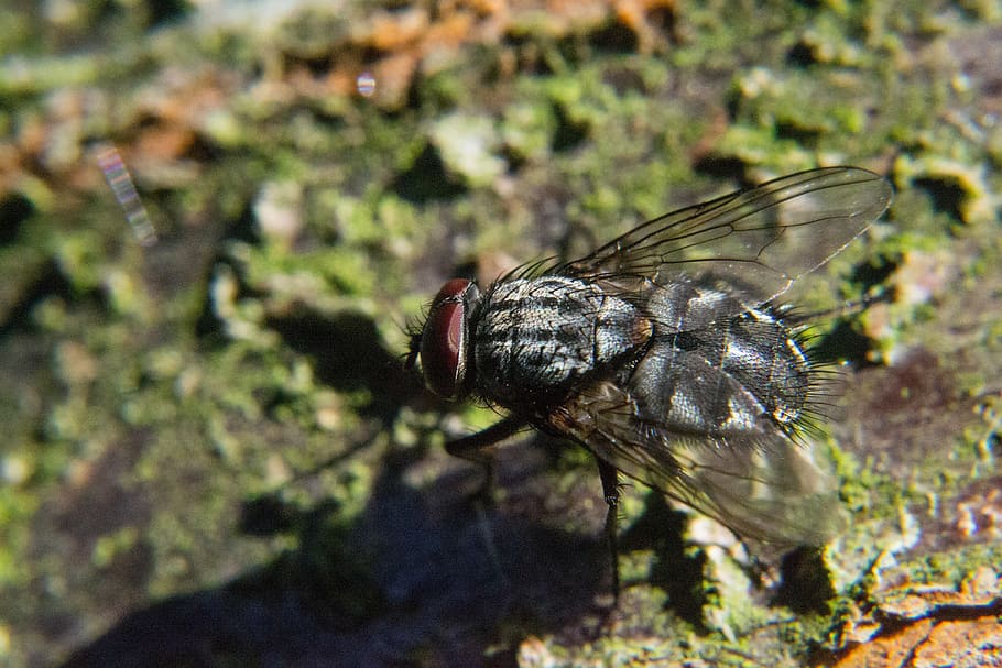fly, insect, close, compound eyes, animal themes, invertebrate HD wallpaper
