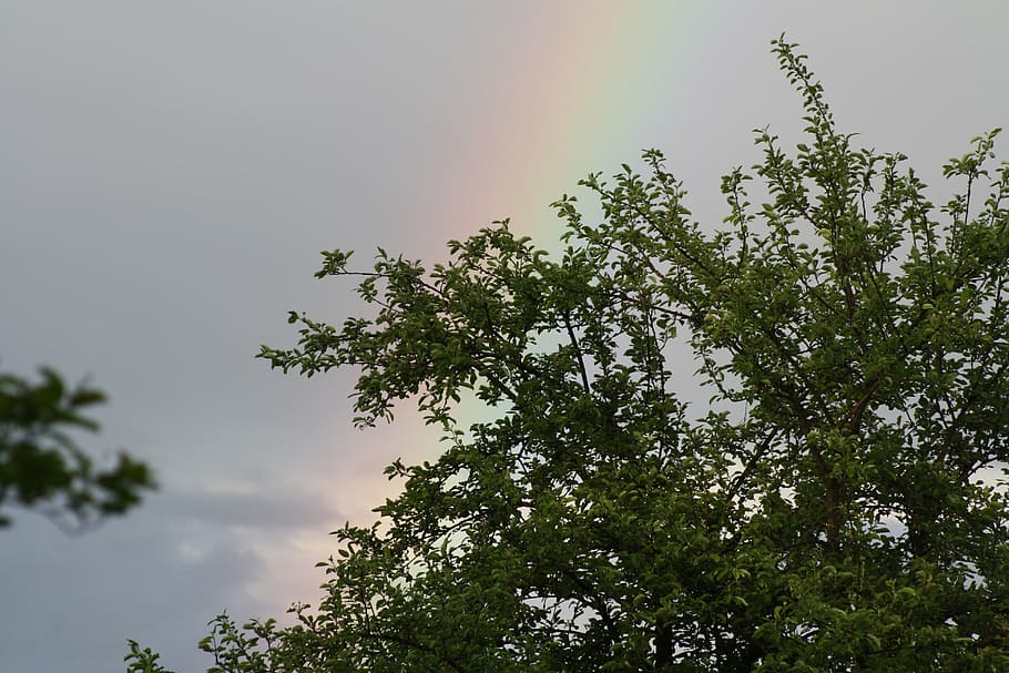 rainbow, sun, clouds, tree, plant, sky, low angle view, nature HD wallpaper