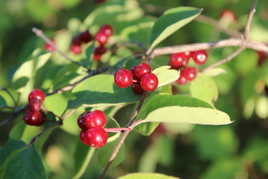 Shrub, Berry, Fruit, wolf bast, summer, red, growth, berry fruit HD wallpaper