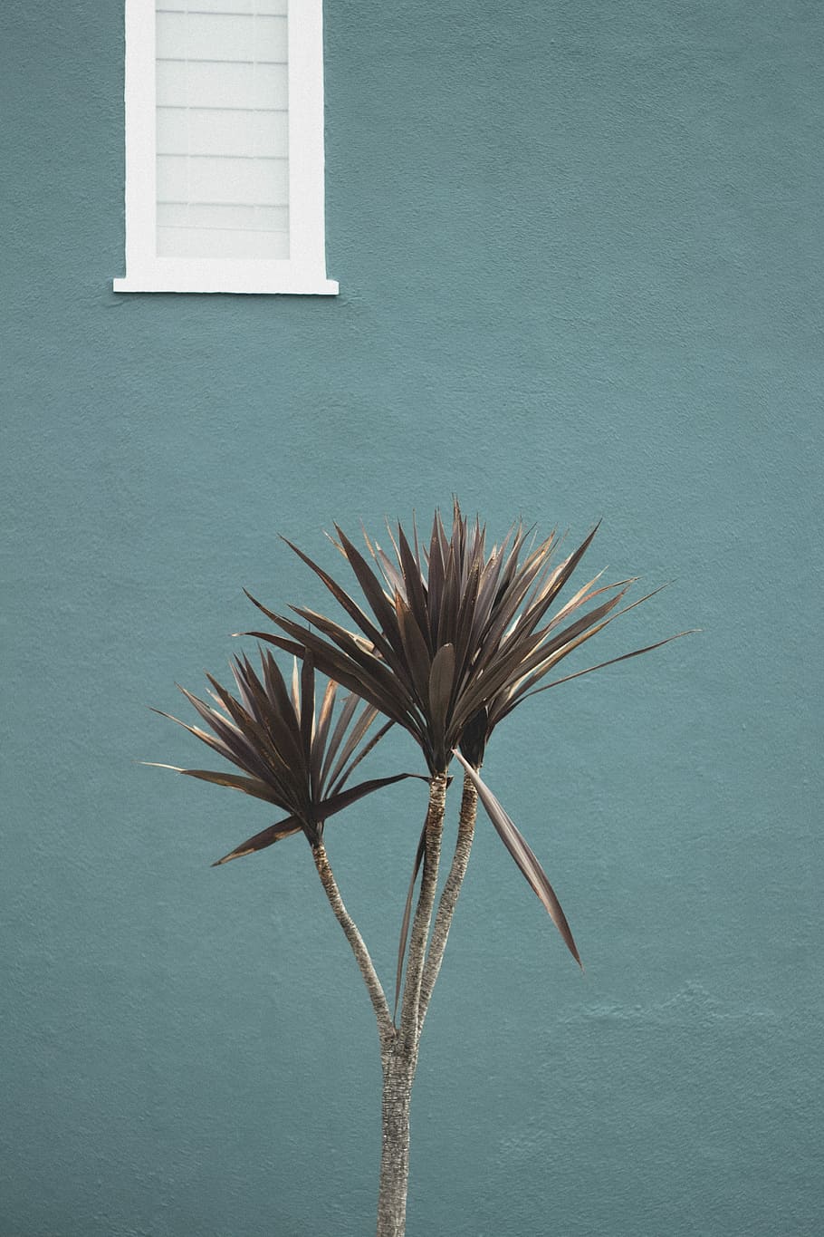 green leafed pedestal plant, selective focus photography of brown leaf plants HD wallpaper