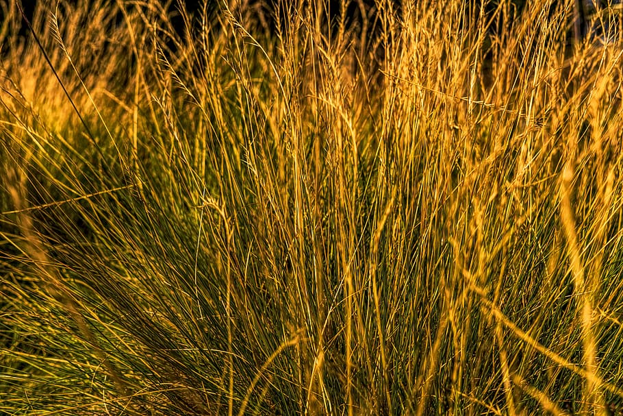 Grass, Reddish, summer, almgräser, nature, plant, close, growth HD wallpaper