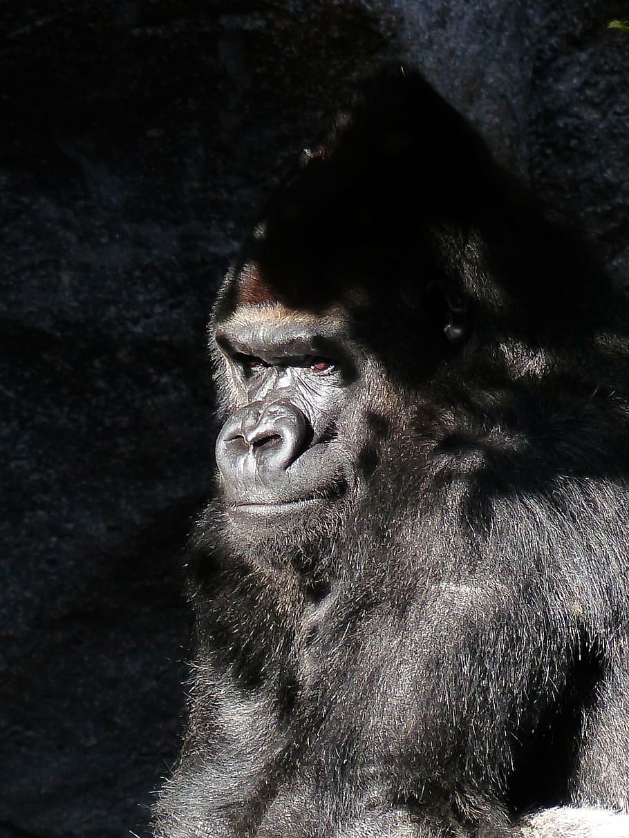 black primate with sun reflection, gorilla, monkey, view, grim HD wallpaper