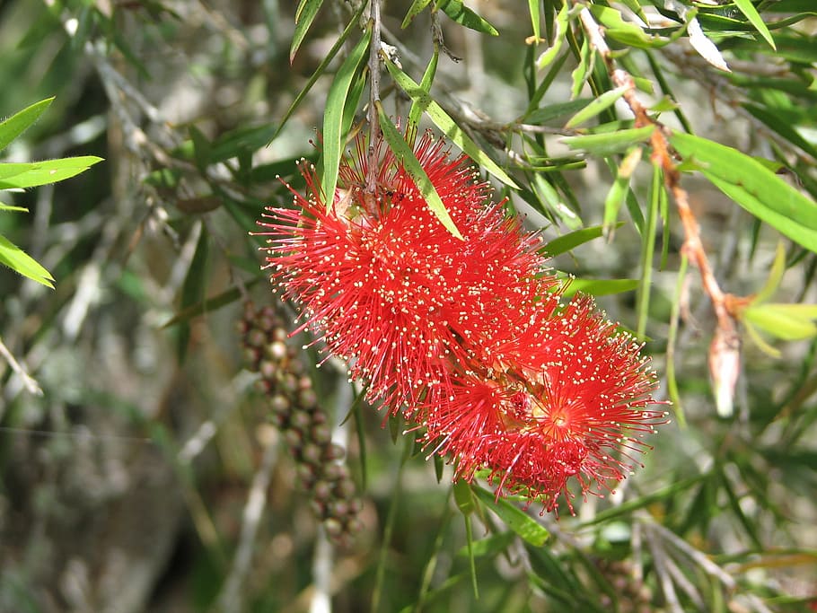 bottle-brush bloom, red, leaves, fruit, nature, food, ripe HD wallpaper