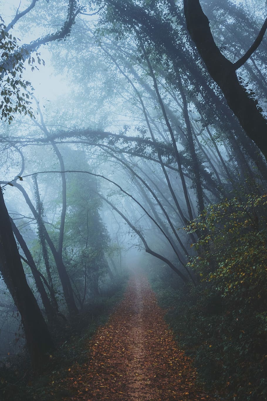 footpath in surrounded by trees, landscape photo of pathway under trees during day time HD wallpaper
