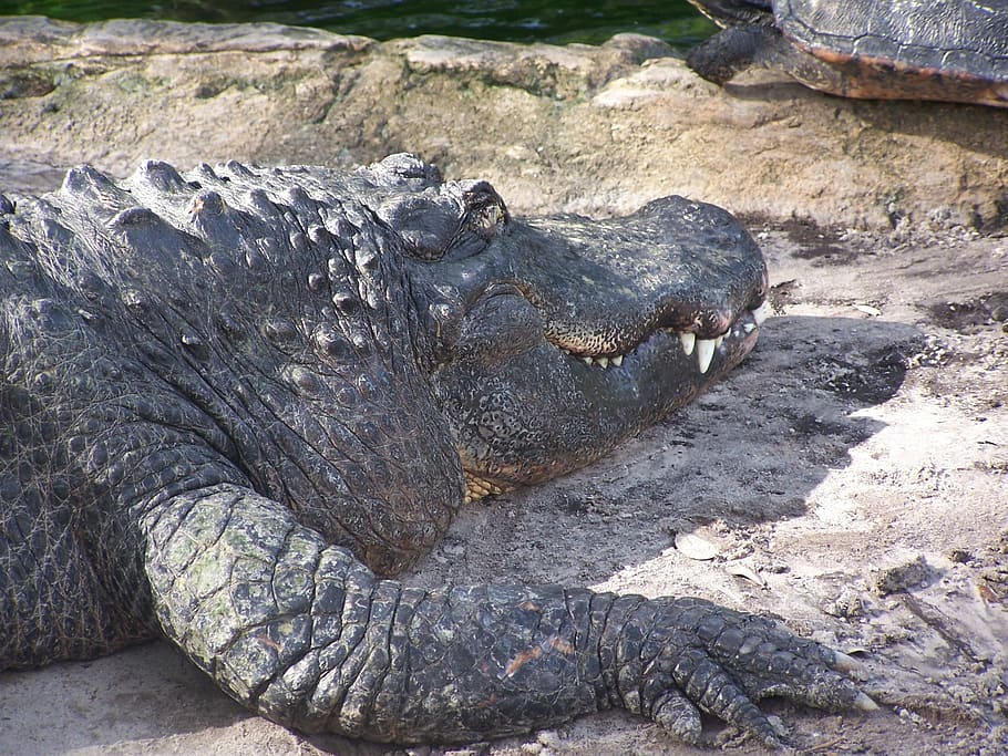 Crocodile, Danger, Dangerous, Predator, teeth, alligator, mouth HD wallpaper