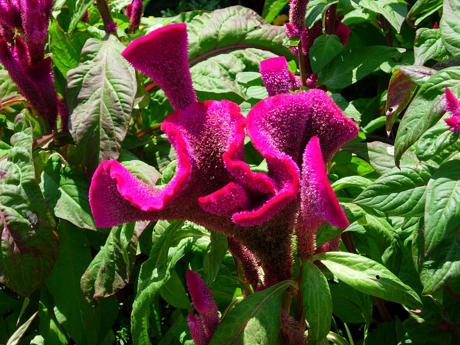flower, pink, nature, growth, plant, leaf, plant part, beauty in nature HD wallpaper