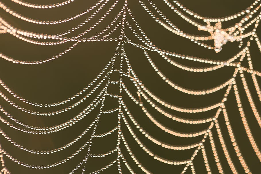spin, web, nature, animal, macro, web spiders, cobweb, spider web HD wallpaper