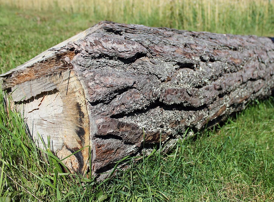 log, timber, cut, wood, trunk, tree, lumber, grass, green, tree trunk HD wallpaper