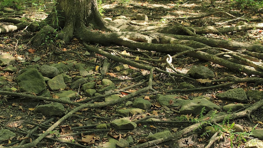 roots, trees, dry, ground, dirt, organic, agriculture, outdoors HD wallpaper
