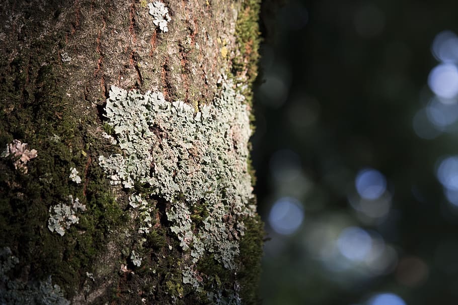 fletche, tree, bark, nature, log, structure, forest, mushroom HD wallpaper