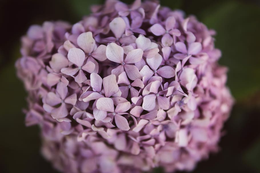 selective focus photography of purple petaled flower, close-up photography of purple petal flowers HD wallpaper