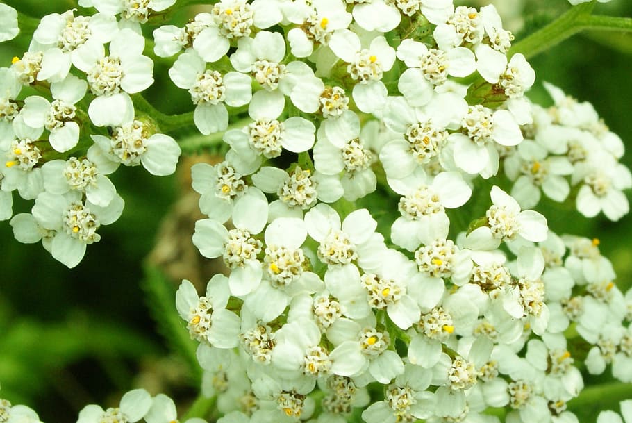 flowers, fields, white, prairie, macro, green, petals, summer HD wallpaper