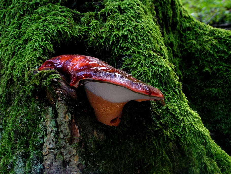 nature, májgomba, animal, animal themes, one animal, animals in the wild HD wallpaper