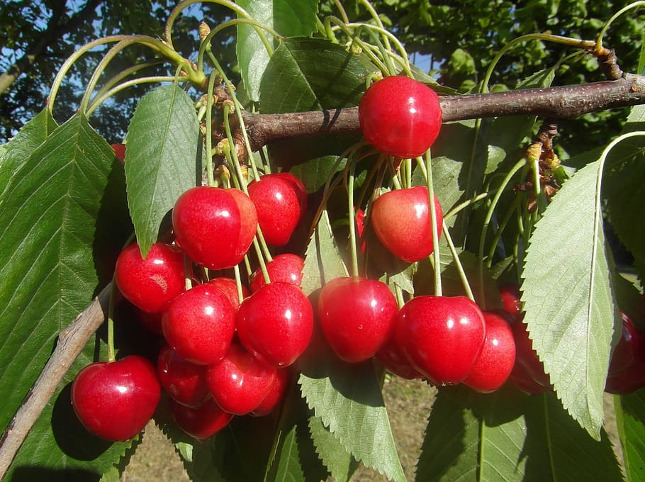 cherries, fruit, red, mature, eating healthy, fresh, healthy eating HD wallpaper