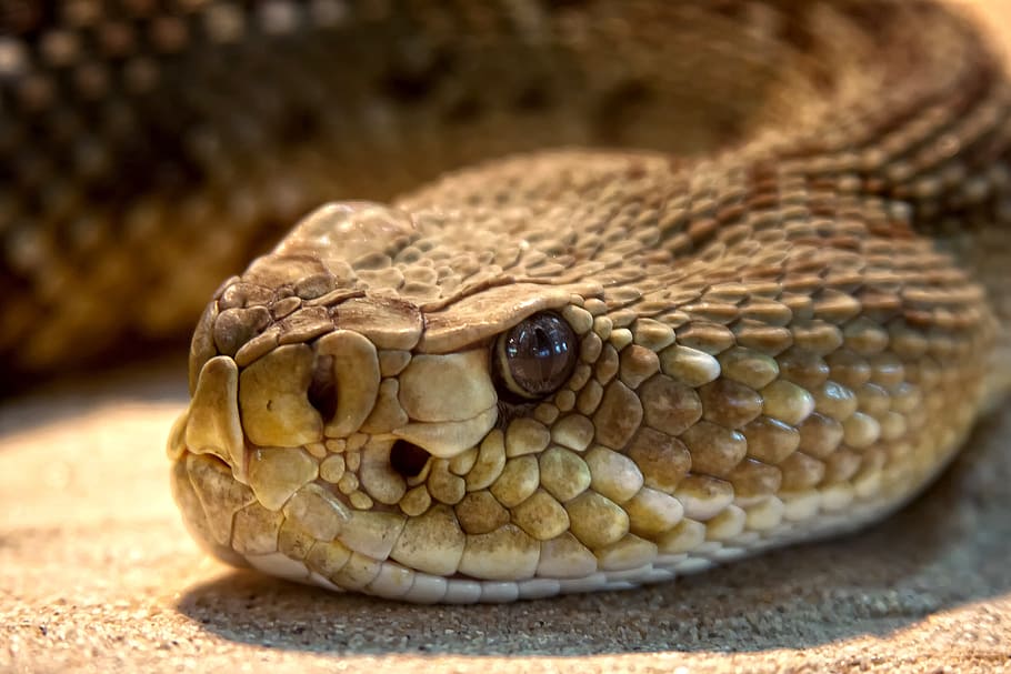brown snake, rattlesnake, toxic, dangerous, terrarium, viper, HD wallpaper