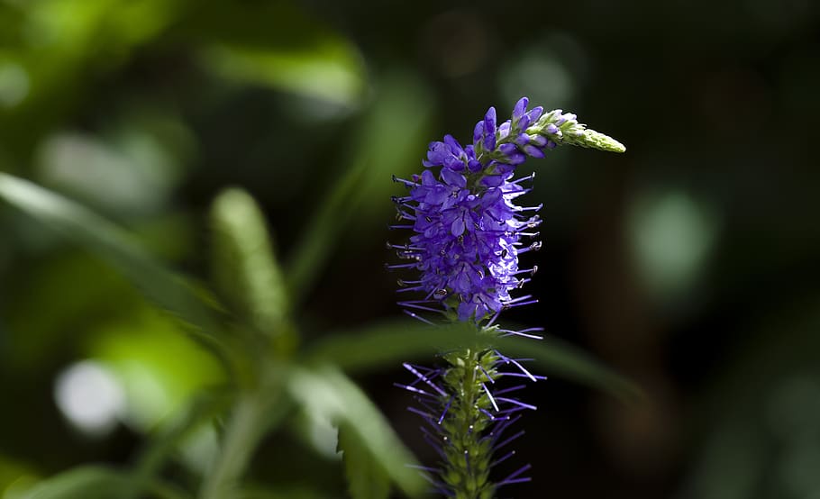 garden, blossom, bloom, blue, close up, flower, purple, flowering plant HD wallpaper