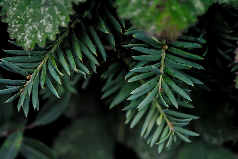 conifer, tree, needles, forest, nature, branch, leaf, plant part HD wallpaper