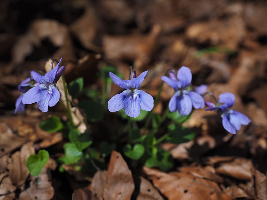 purple petaled flowers, violet, viola, blossom, bloom, blue HD wallpaper