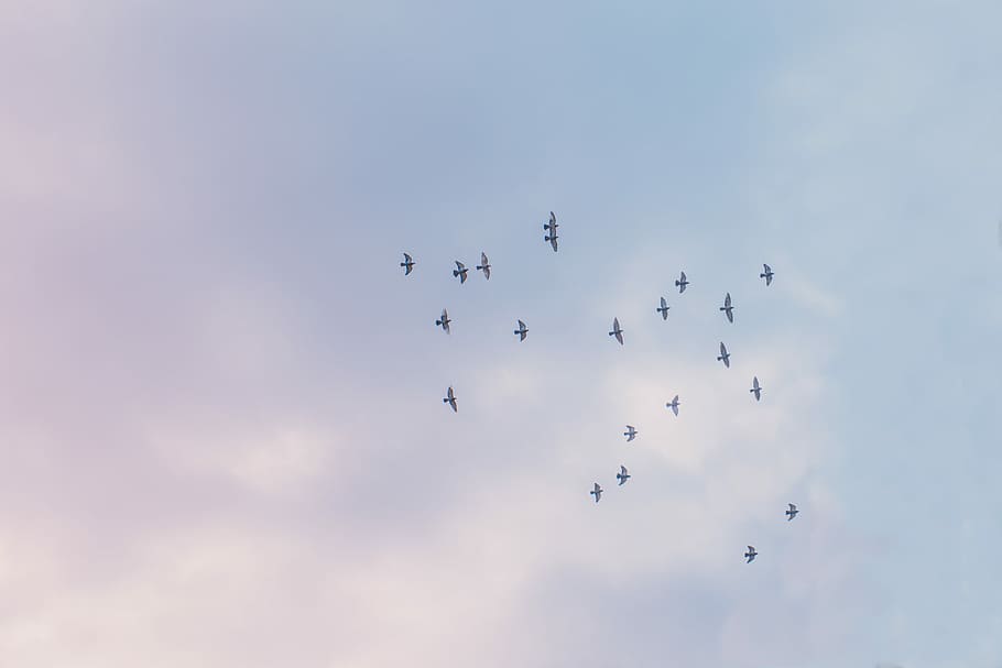 birds flying under white sky, low angle photography of flock of flying birds under blue sky HD wallpaper