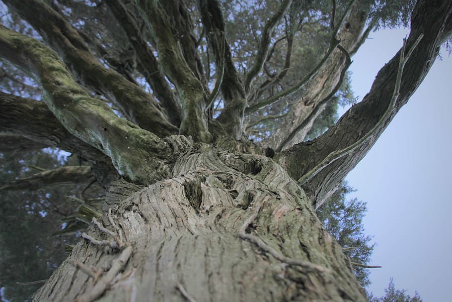 tree, nature, beautiful, light, sky, tree Trunk, branch, forest HD wallpaper