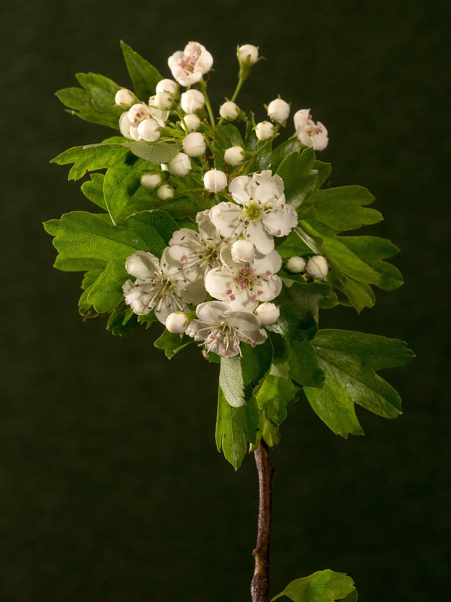 blossom, bloom, flowers, macro, white, flowering shrub, flowering plant HD wallpaper