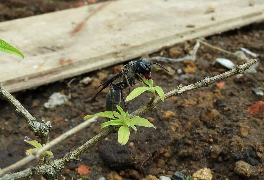 nature, insect, soil, small, animal themes, animals in the wild HD wallpaper