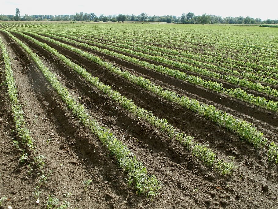 farm during daytime, fields, carrot, food, vegetable, healthy HD wallpaper