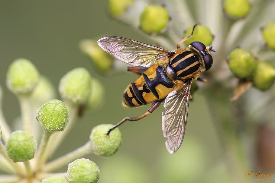 yellow and black bee, bug, macro, nature, close up, insects HD wallpaper