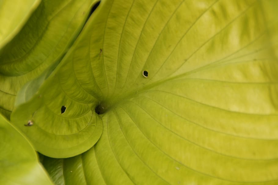 leaf, structure, green, light green, plant, large leaves, flora HD wallpaper