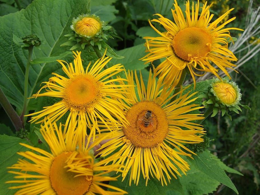 flower, yellow, garden, flowering plant, freshness, fragility HD wallpaper