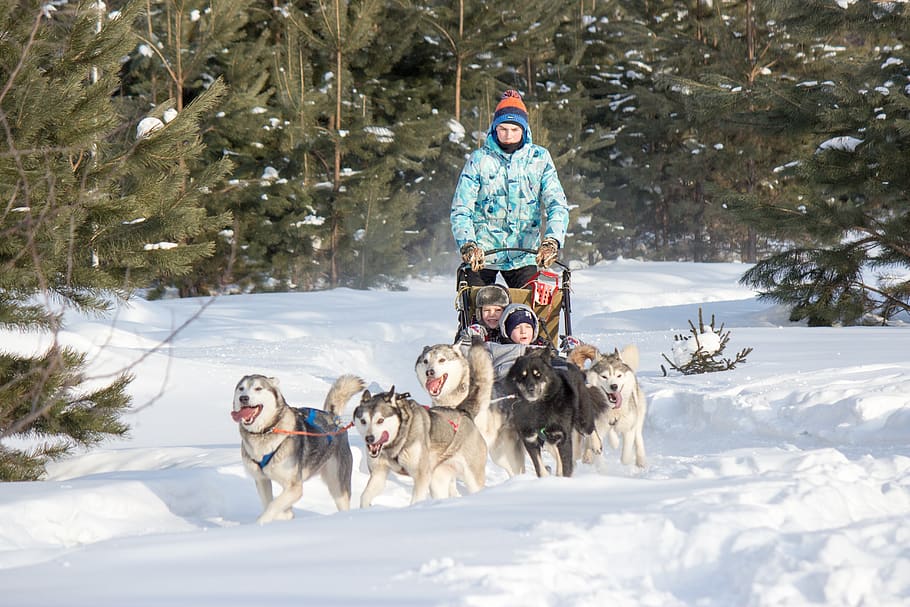 husky, sani, snow, winter, cold temperature, mammal, animal themes HD wallpaper
